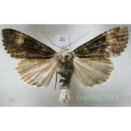 Anaplectoides prasina (Denis & Schiffermüller, 1775) Czech4i